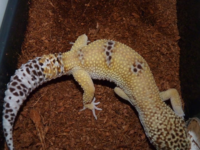 Você pode compará-lo a um leopard gecko, que tem um original cauda. Os sulcos (anéis) ir todo o caminho até a cauda até a ponta e tem uma forma diferente e não é bulbosa (isso não é o mesmo gecko como a apresentada acima, este é um dos meus lagartixas)