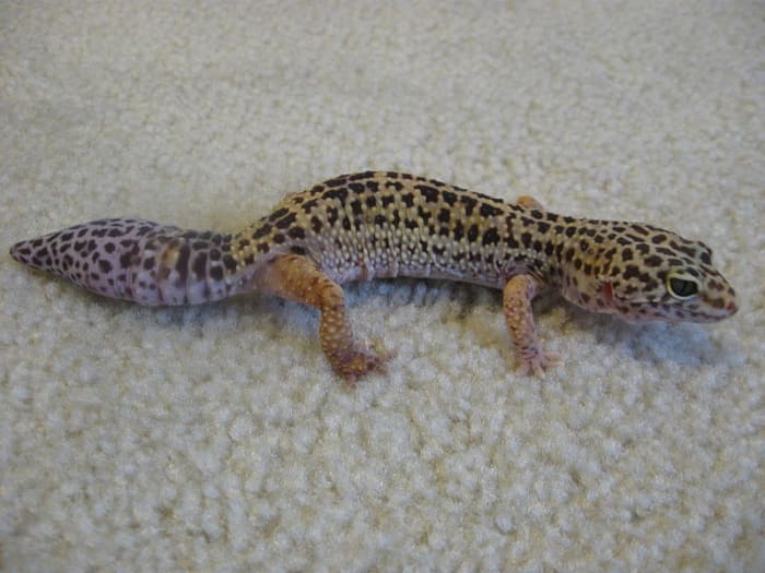 This is a leopard gecko that has dropped part of its tail. Você pode dizer que a cauda é regenerada (embora pareça semelhante à cauda original) por causa da falta de sulcos (anéis) em torno do fundo da cauda.