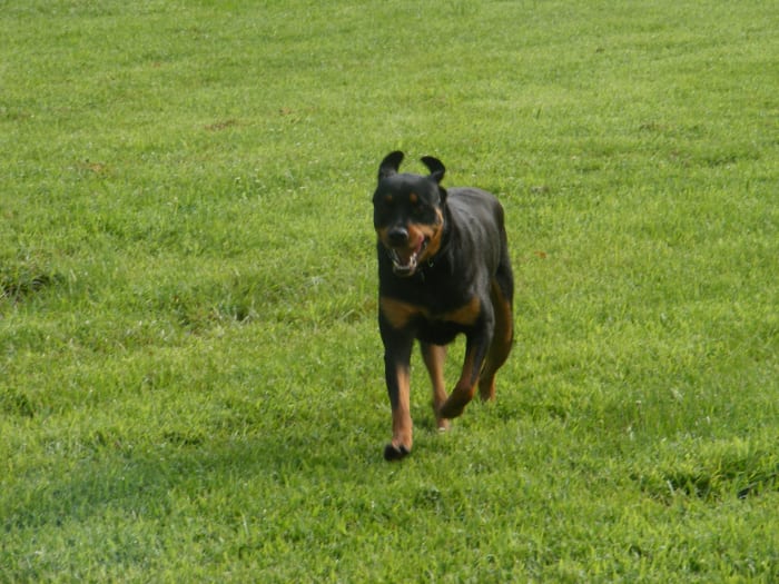 Rimadyl is often prescribed after dog orthopedic injuries and surgeries.