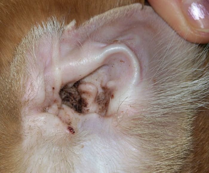 There are several possible causes of discharge or build-up in a cat's ears.'s ears.