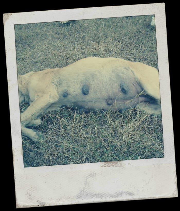 A dog in labor.
