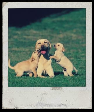how-to-tell-if-your-dog-is-pregnant-and-help-it-with-gestation