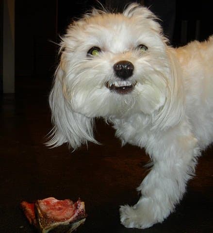 Remember, not all dogs will live up to their tough name. You can always try one, though.