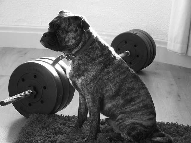 Tough dogs do not need to hang out at the gym and pump iron, but it helps.