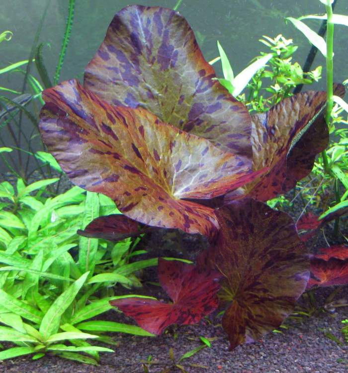 How to Plant a Tiger Lotus (Nymphaea zenkeri) in an Aquarium PetHelpful