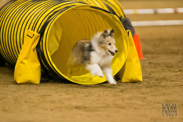 The author's sheltie, Aslan, coming out of the tunnel during the Challengers Round at the 2013 AKC Agility National Championships.