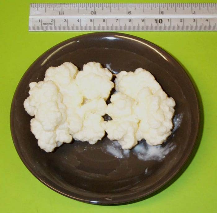 They look like cauliflower and produce a probiotic-rich milk that is great for people and dogs.