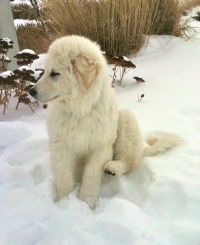 Alcuni di loro, come questo cucciolo di Kuvasz, iniziano solo in piccolo.