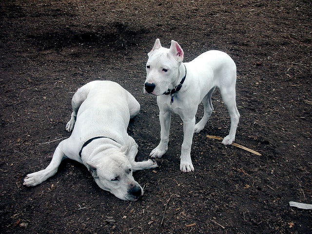 Algunos blancos cachorros crecen hasta ser grande, al igual que sus mamás.