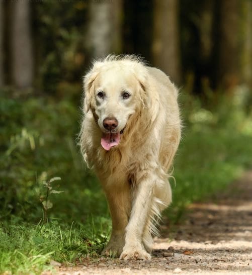 A dog must have had an adverse reaction to the vaccine or have irreconcilable health issues to be a candidate for the waiver.