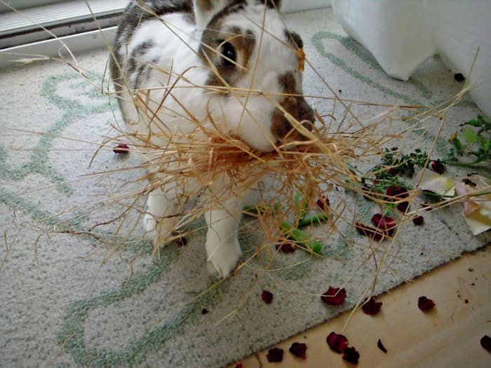 Thumper gathers dried grasses from outside and brings them inside. He never knows what to do with the things he gathers, so eventually he drops it and hops away.