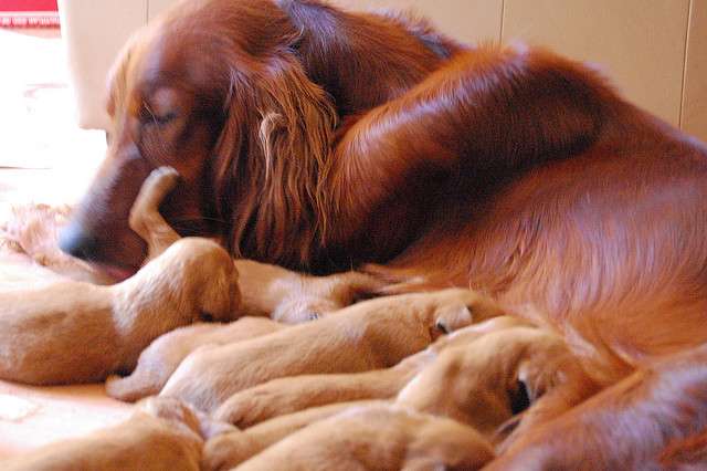 These puppies might not be Gaelic, but they do deserve a good Irish name!