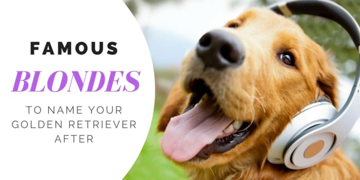 Over 180 Golden Retriever Names for Your Beloved Pup - PetHelpful