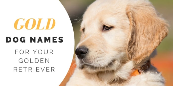 Over 180 Golden Retriever Names for Your Beloved Pup - PetHelpful