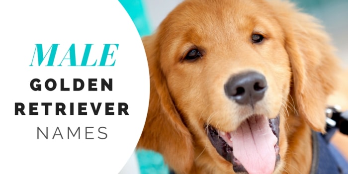 Over 180 Golden Retriever Names for Your Beloved Pup - PetHelpful