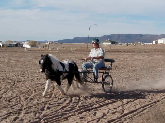 At this point, I have nothing holding my traces on to the singletree. Had Rascal been a less forward horse - and the traces loose - the traces would have worked their way right off the singletree.