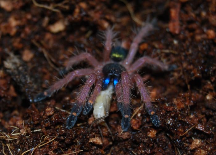 Ein sehr kleiner Blue Fang Spiderling beim Fressen.