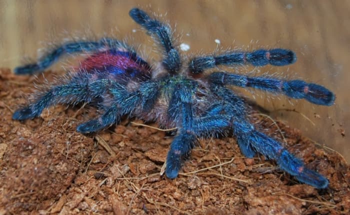 Ein atemberaubender Amazonas-Saphir-Spiderling.