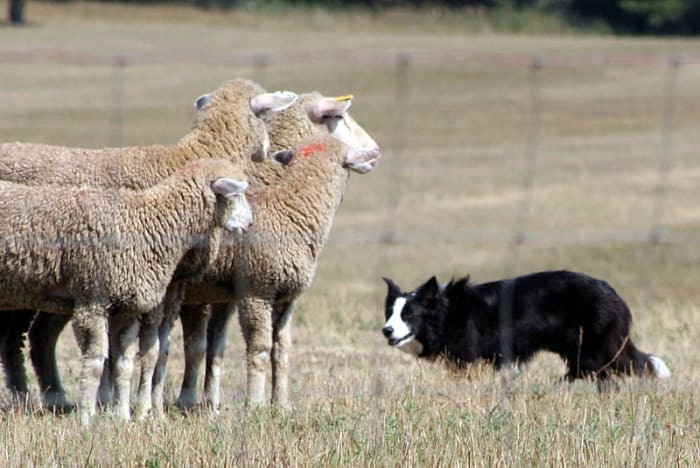 selecting-and-training-a-border-collie-puppy