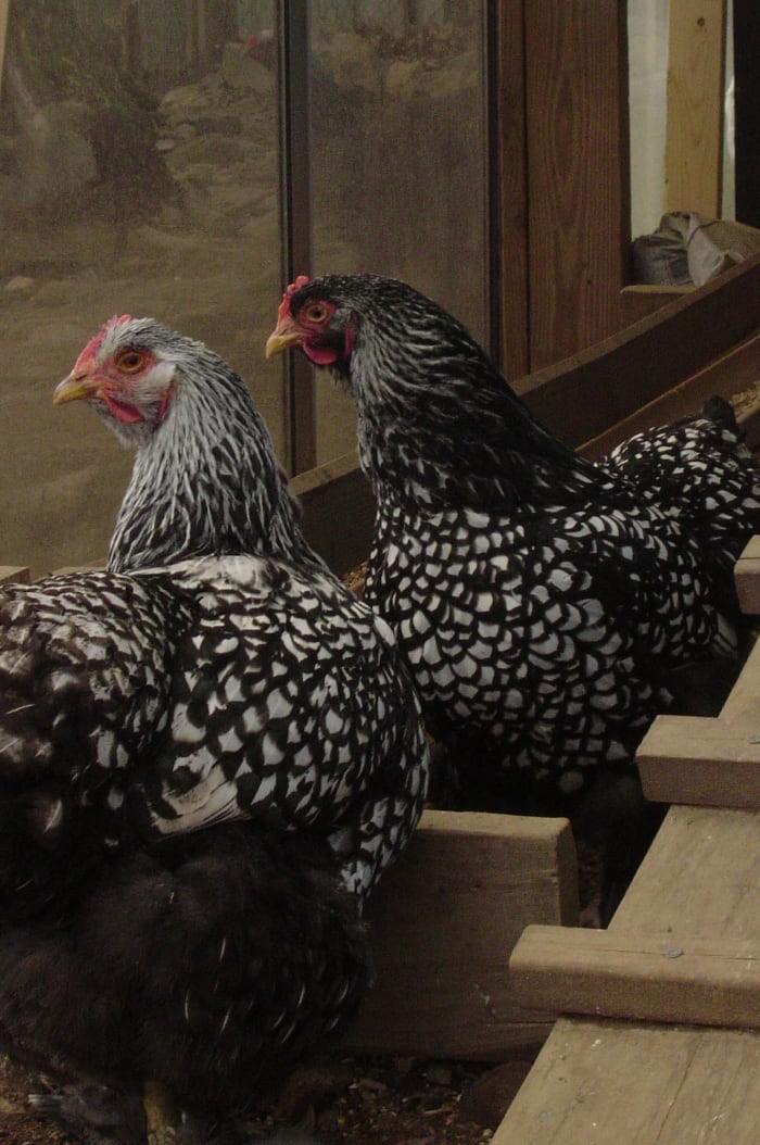 Two beautiful hens.