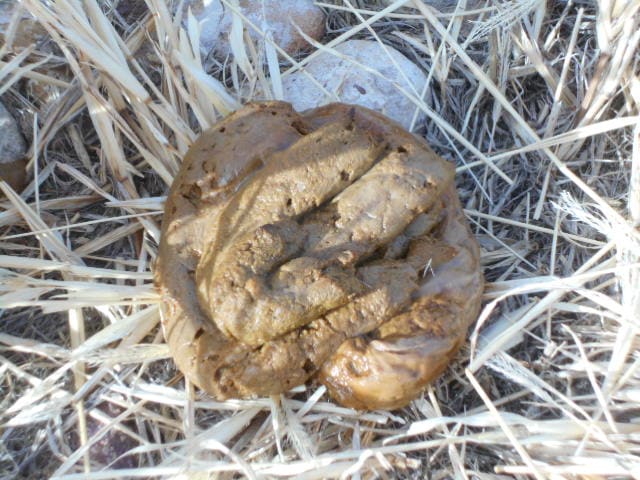 A messy poop that leaves traces on grass. Notice also the presence of mucous.