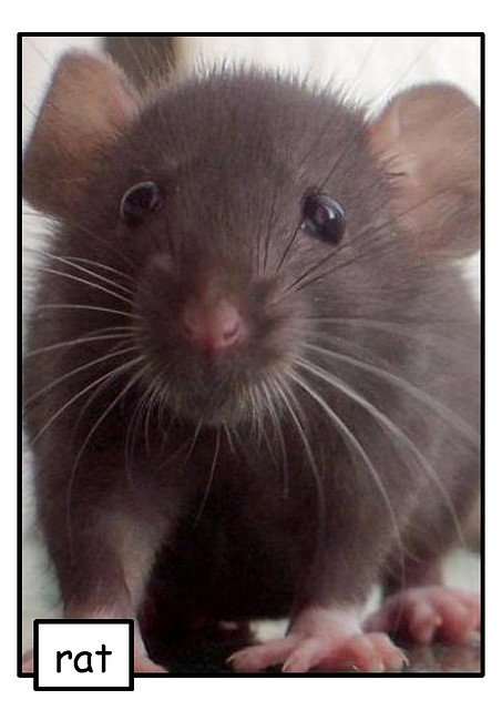 Fancy pet rats require certain supplies, cages, and care from their owners. Are you able to commit to a new furry friend?
