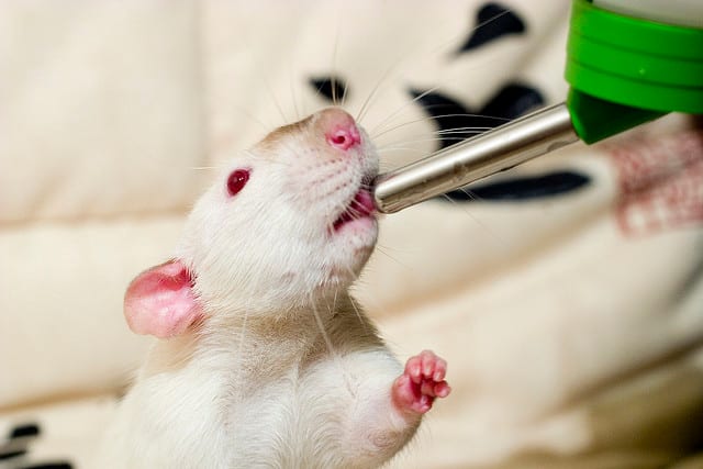 Water bottles are a much better idea for pet rats than open water bowls. It stays cleaner and is more sanitary.