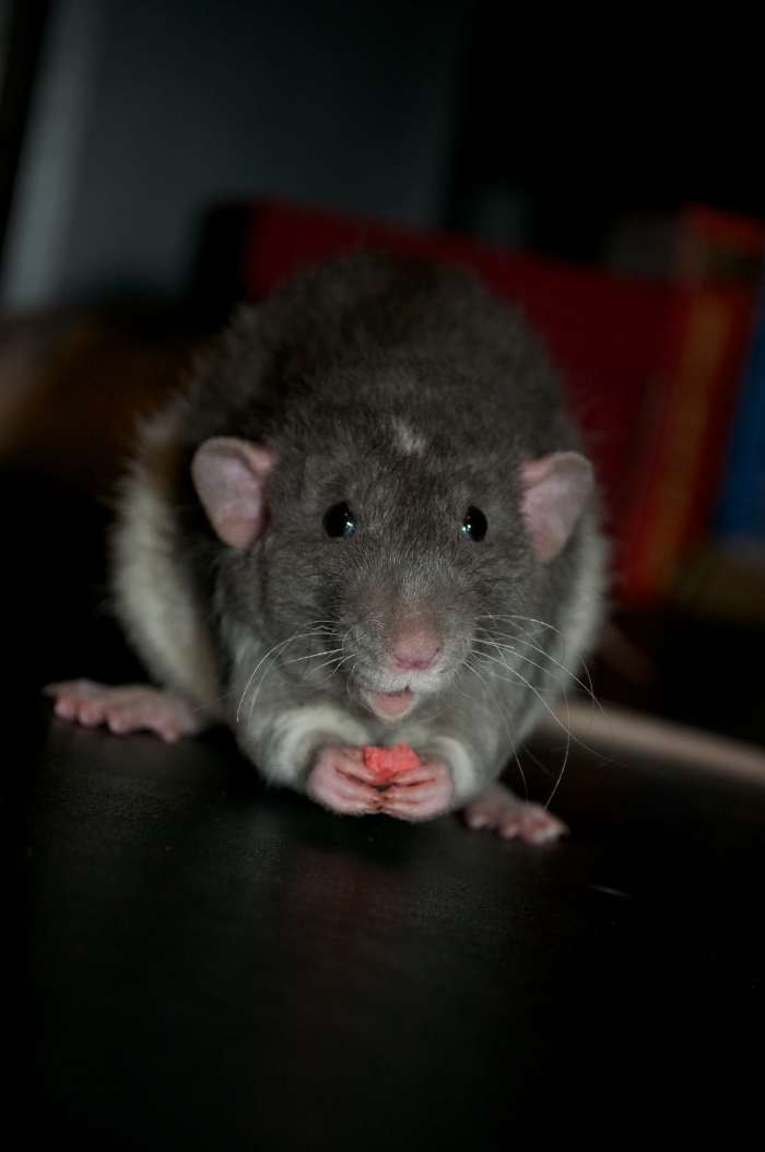 This Dumba eared, rex coated, blue fancy rat is enjoying a little snack. Pet rats simply adore treats- whether they are homemade rat treat recipes you've created, or store bought!