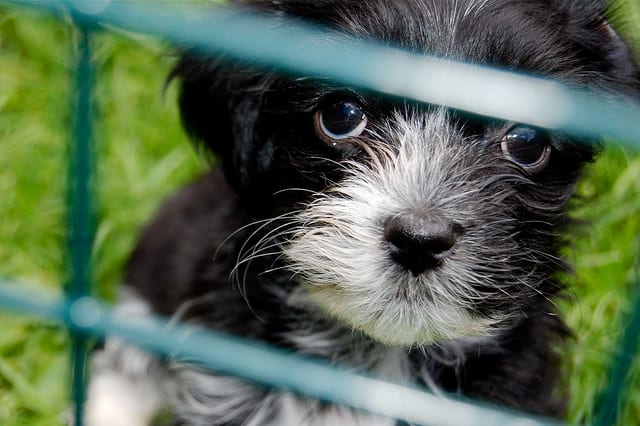 Considered a toy breed by the American & Canadian Kennel Associations, when full grown, the Havanese dog doesn't have the typical "small dog" appearance.