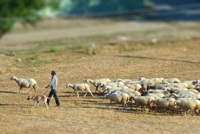 Of course Anatolian Shepherds look great guarding livestock.