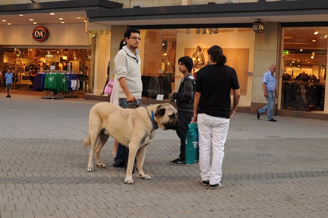 No livestock to guard? Anatolian Shepherds look great walking around the mall.