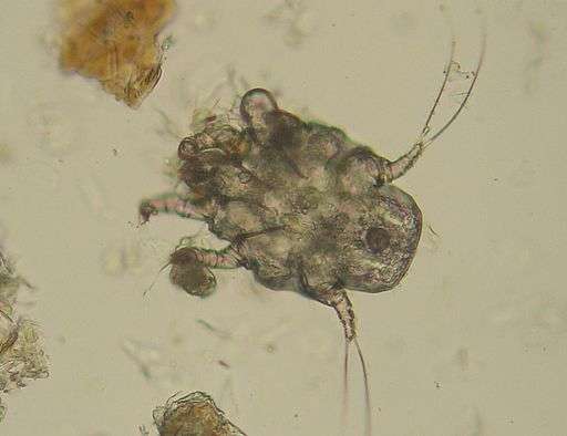 Ear mites could be causing your dog's ear infection.