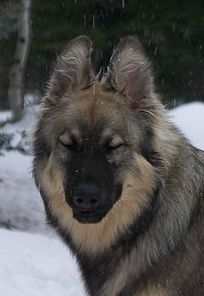 An adult American Alsatian, a dog that is being bred to have a long lifespan.
