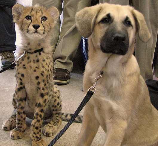 The Anatolian Shepherd, a hardy dog breed with a long life.