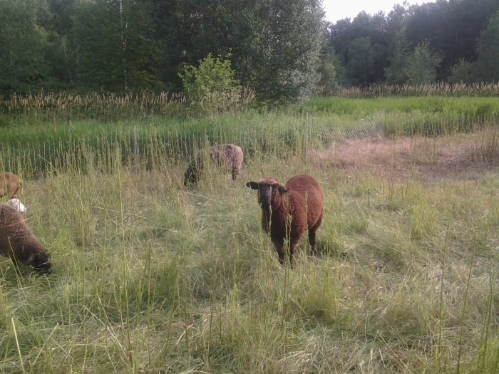 One of my new mixed-up crossbreed mutt ewe lambs. Her mother is a Polypay (which as you know, is a composite of 4 distinct breeds), her sire...? Even her previous owner wasn't sure! Maybe an Icelandic, maybe a Brown Mountain.