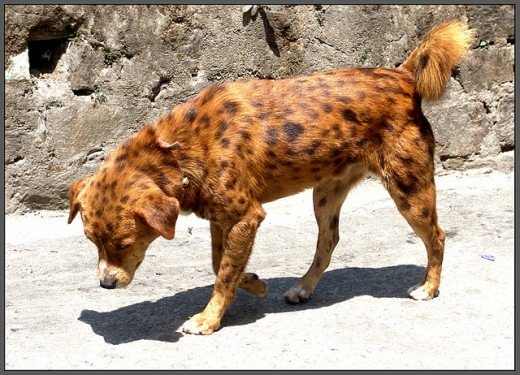 10 reasons why the pariah dog is the best companion for