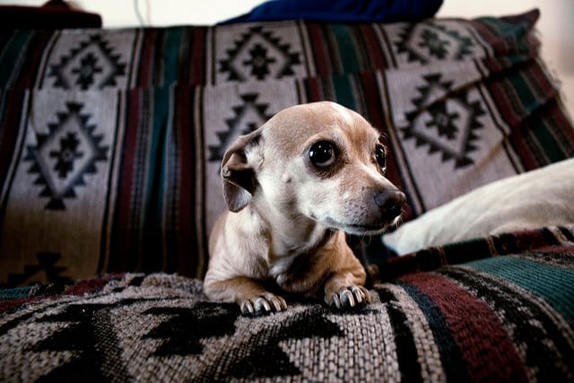Many pet parents make an end of life decision because a pet has an incurable illness such as cancer and is suffering.