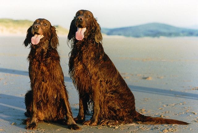 Irish setters also have a predisposition for epilepsy.