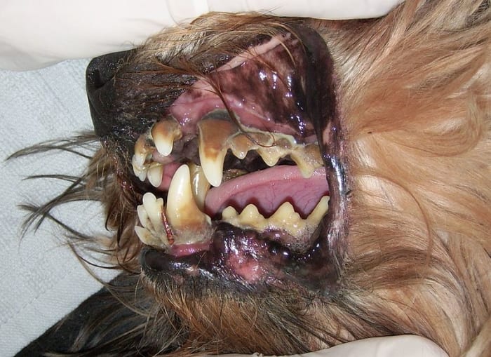 Even if your dog´s mouth does not look this bad, it can be a source of his bad odor.