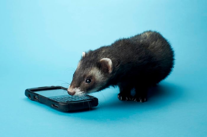 60 Cute and Funny Ferret Names - PetHelpful