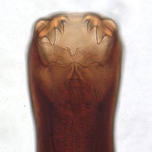 The cause of hookworm disease in warmer parts of the world. Check out those teeth! (Ancylostoma caninum).