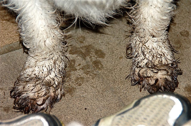 Everyone else wants to name their dog after that famous pooch that said "By Dog in heaven, I swear I will never have dirty paws again."