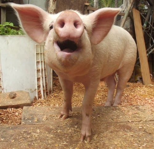 Be careful about using current celebrities--choose wrong and someone will accuse your dog of being named after a pig.