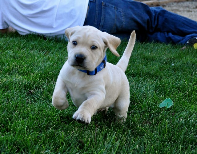 Labs took over in the nineties and do not seem to want to give up!