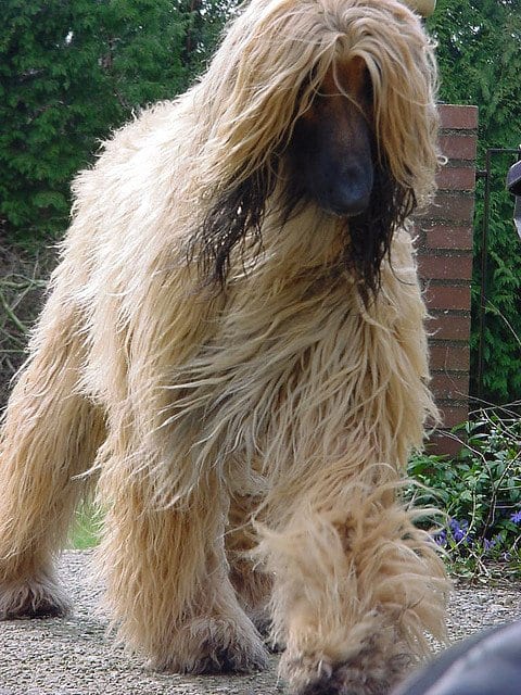 By the seventies long hair was acceptable, even for dogs.