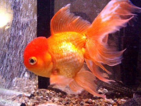 Fancy Goldfish varieties don't grow as large as Common Goldfish, but they still get far too big for a bowl.