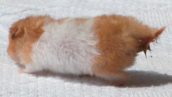Hamster is showing symptoms of a dirty bottom, diarrhoea and a ruffled coat all consistent with wet tail.
