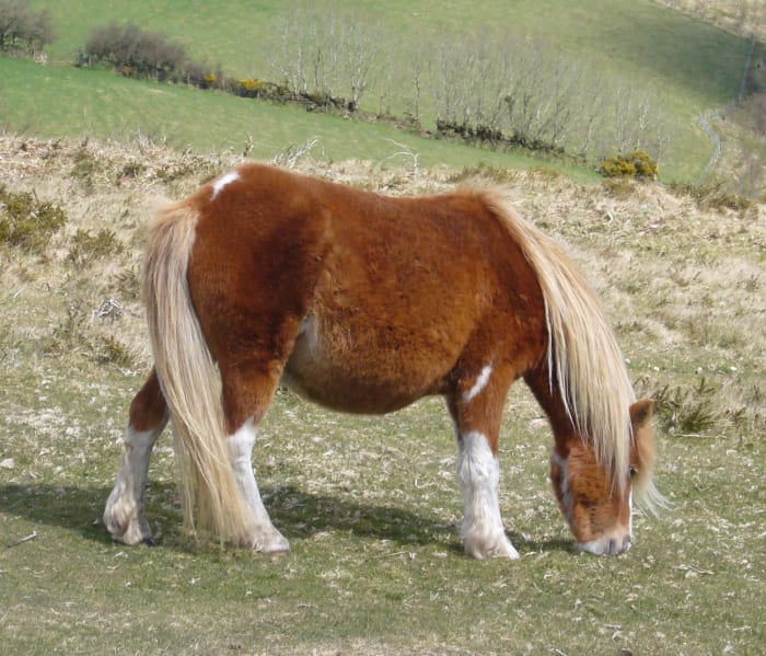 Poney Dartmoor