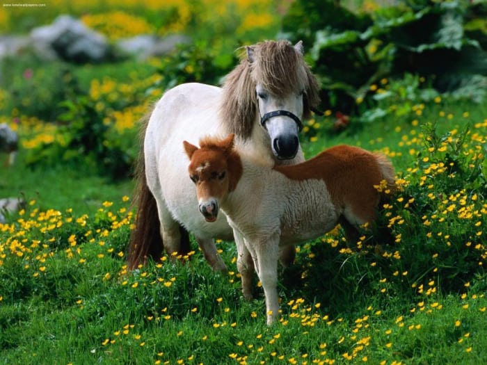 Pony pequeño