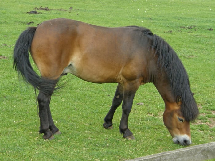 Exmoor pónei